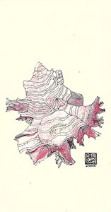 Sea Shells