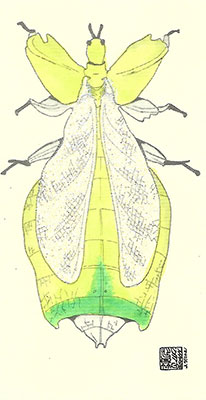 82c-Singles - Phyllium Giganteum - Singles