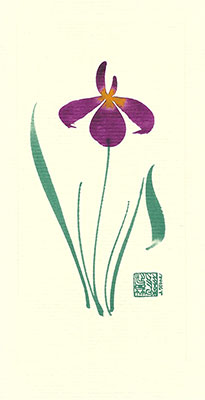 ni84-box - Nile Iris  - Box of 8 or 10